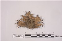 藏品(霜地卷)的圖片